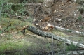 beavers, scotland, aigas, wild-19